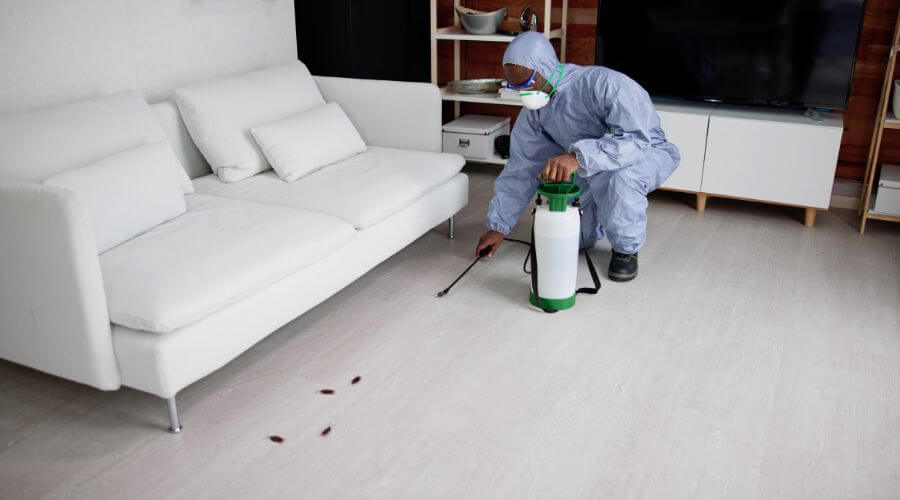 Why choose Flea Removal Ruidoso for flea removal in Ruidoso